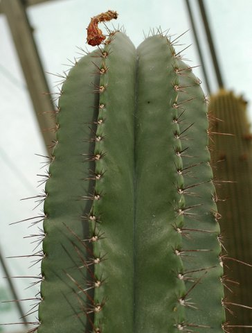 Escontria_chiotilla